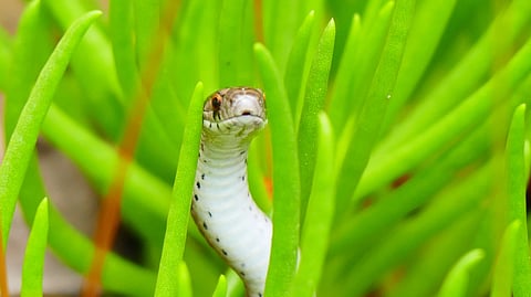 Snake coming out of grass. 