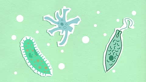 composition of assorted bacteria on a green background