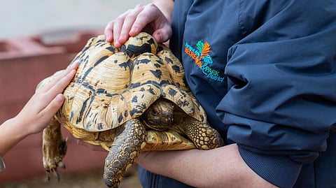 child interacting with tortoise at zoo