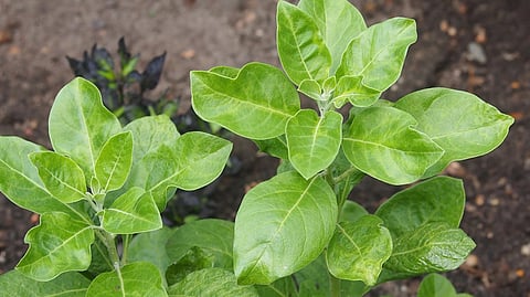Withania somnifera plant also known as Ashwagandha