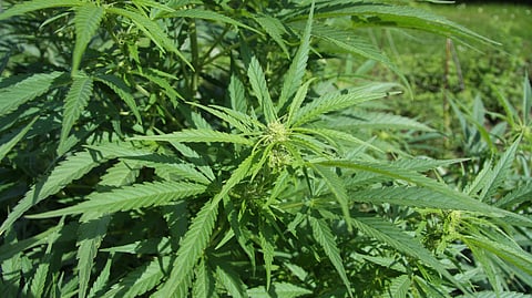 Cannabis plant growing in the wild