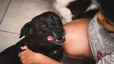 A joyful moment with a black dog being petted by a person indoors