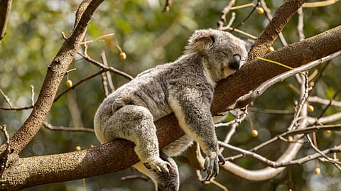 sleeping koala on tree
