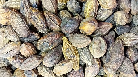 Dried fruits of Haritaki (Terminalia chebula), commonly known as black- or chebulic myrobalan