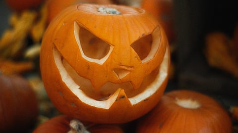 Halloween pumpkin carving with scary face.
