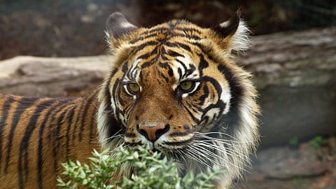 close up shot of tiger