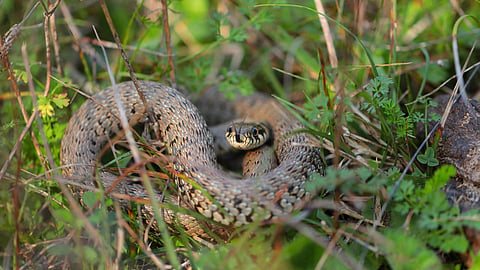 photo of a snake