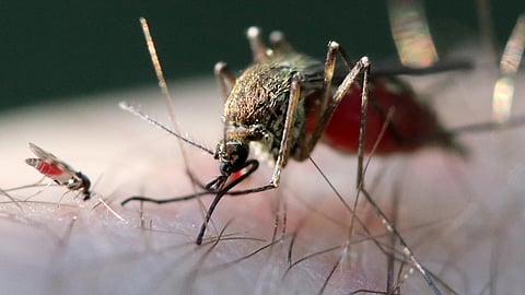 Culicoides midge