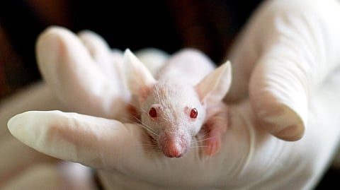 white baby mouse