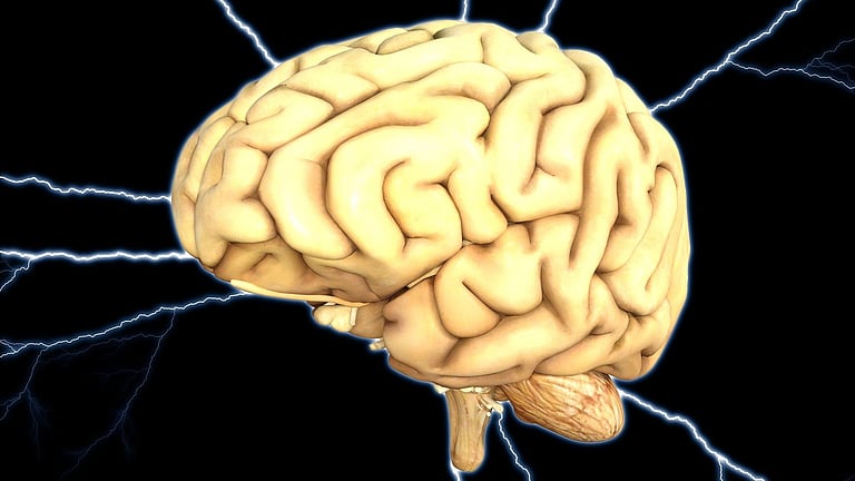 Warm and Cold Exposure During Infancy Changes the White Matter of The ...