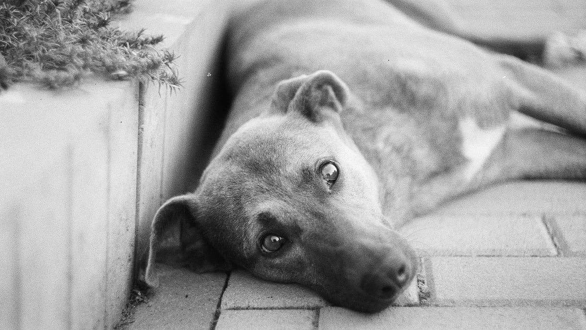 Gurugram Dogged by Rising Dog Bite cases, Swelling Population of Strays