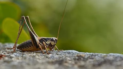Canada: Food Writer Feeds Crickets to Her Toddler to Cut Down on ...