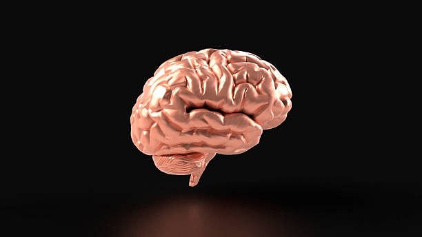 Warm and Cold Exposure During Infancy Changes the White Matter of The ...