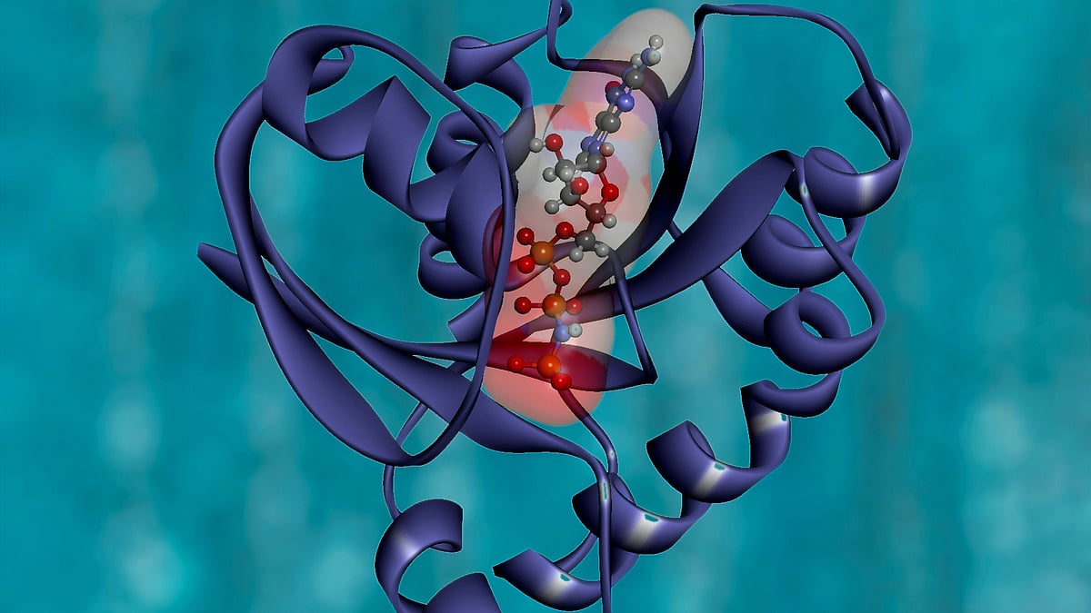 STAP-1 Protein: Key Player in Immune Response Regulation