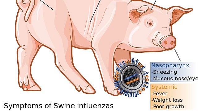 Swine Flu and Leptospirosis Cases on Rise in Rajasthan