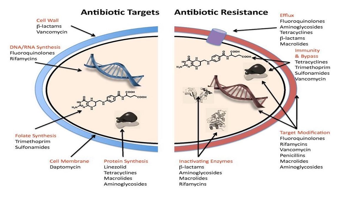 India Urges Global Action on AMR at UNGA High-Level Meeting | Anupriya ...
