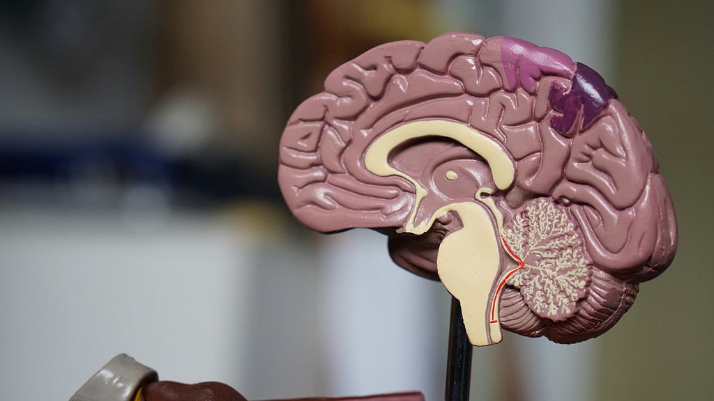 Groundbreaking Study Reveals Profound Brain Changes During Pregnancy