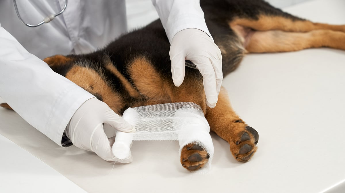 Understanding Sports Injuries in Animals: A Comparative Insight