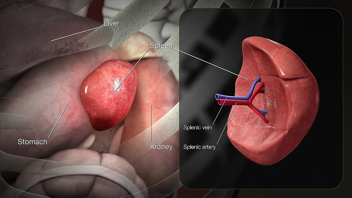 Spleen Injury: Causes, Symptoms, Grading, and Management Explained