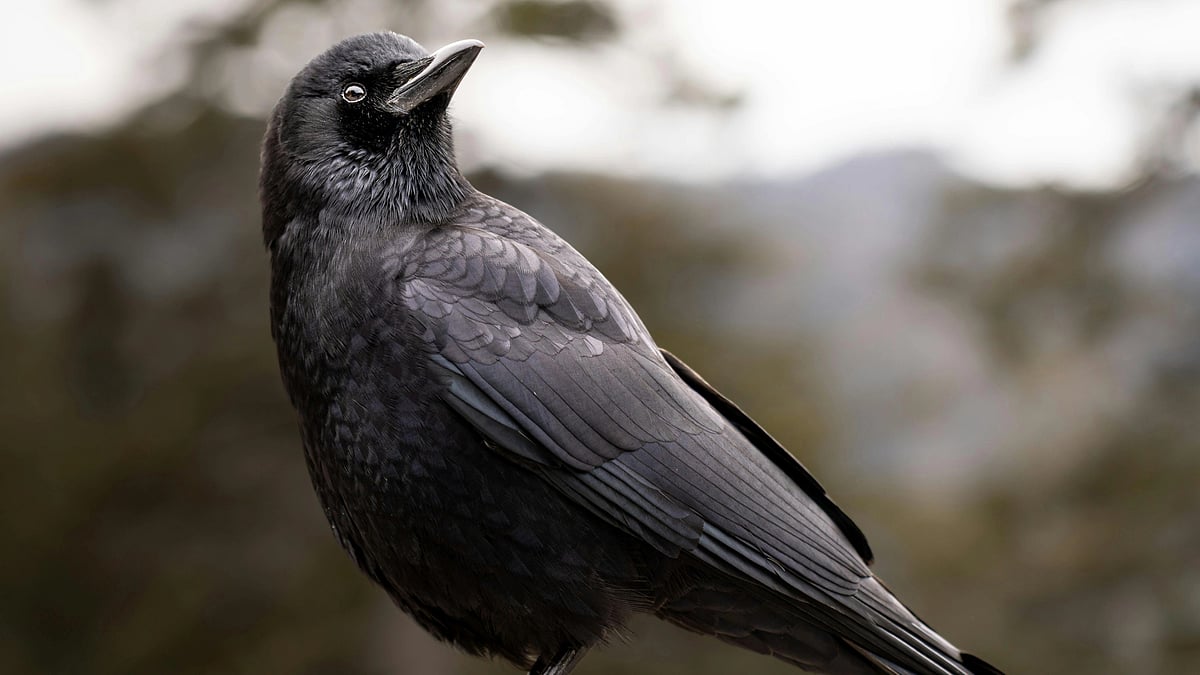 Bird Flu Confirmed in Bihar’s Darbhanga After Mass Crow Deaths