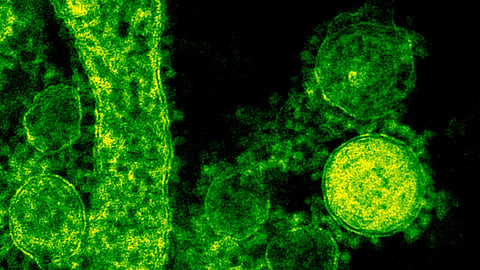 Elizabeth R. Griffin: 1997 B Virus Case That Changed Lab Safety