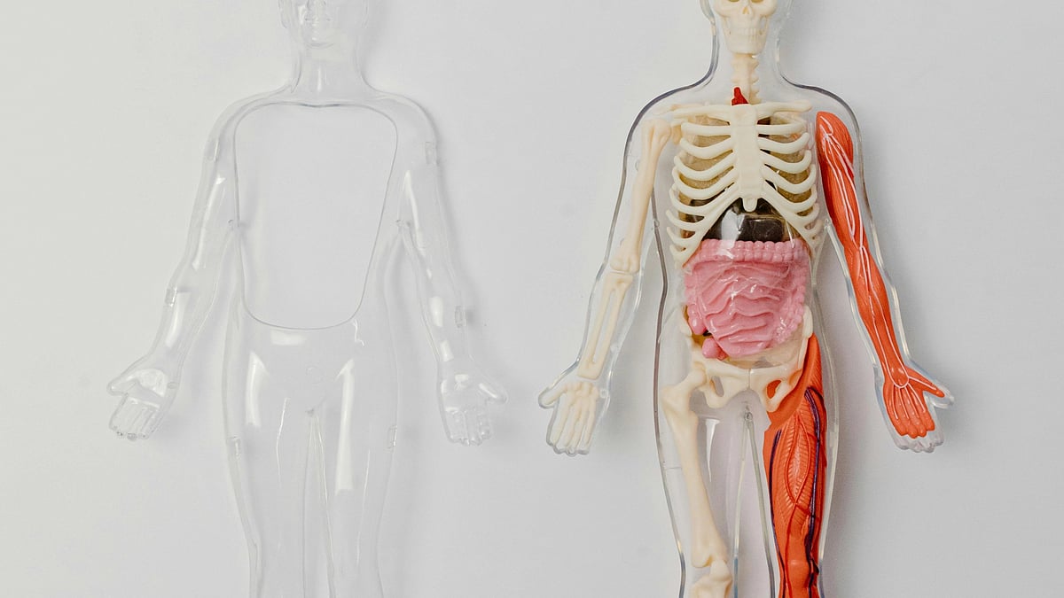 The Human Body Is Not Perfect Design but an Evolutionary Compromise