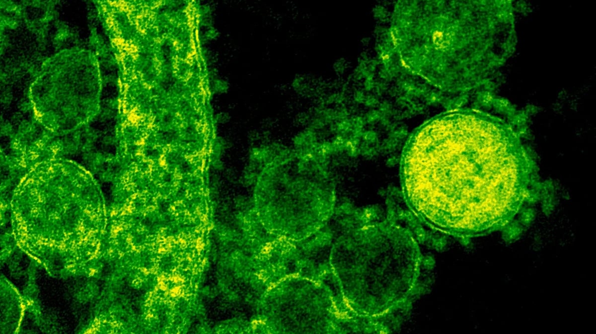 h-pylori-and-bowel-cancer-what-the-study-found