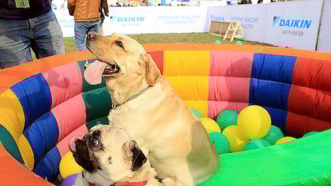 PetCom 5.0 Is Taking Over Meerut This December