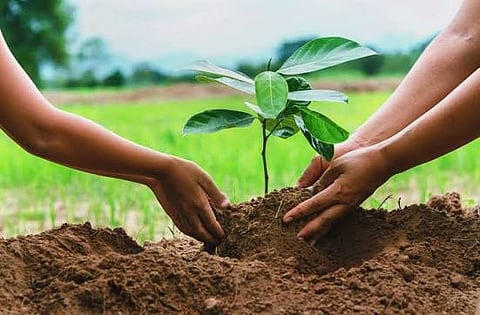 Meerut Mega Tree Plantation Drive to Plant 30.83 Lakh Saplings!