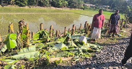 ঈশ্বরদীতে কেটে ফেলা কলা গাছ