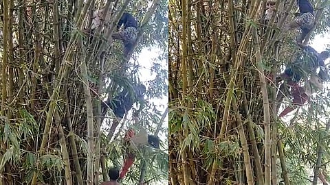 বাঁশঝাড়ের মাথায় একেবারে ৪৫ ফুট উচুতে ওঠা এক নারীকে নিচে নামানোর চেষ্টা