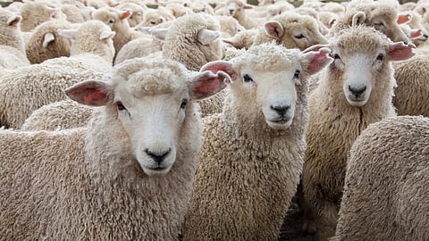 ছবি সংগৃহিত