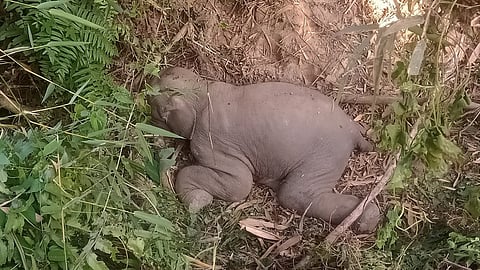 রাজস্থলীতে মুমূর্ষু হাতির শাবক উদ্ধার