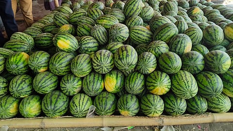 দক্ষিণাঞ্চলে তরমুজে বাণিজ্য লক্ষ্যমাত্রা ৪০ হাজার কোটি টাকা