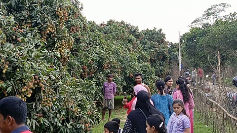 নজর কাড়ছে ‘বিজয়নগরের লিচু’ 