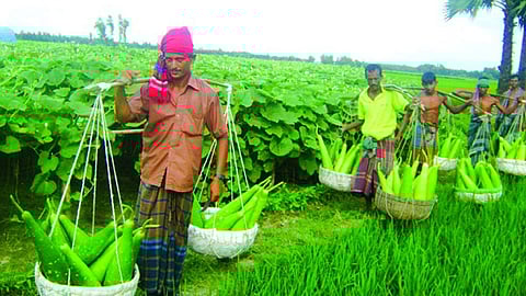 কৃষিপণ্যের ন্যায্যমূল্য না পাওয়ার অর্থনৈতিক ফল: ক্ষেতে ক্ষতি, বাজারে অস্থিরতা