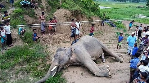 মানুষ বনাম হাতি নয়, সংকটে সহাবস্থান: সংঘাত কেন বাড়ছে , সমাধান কোথায়?