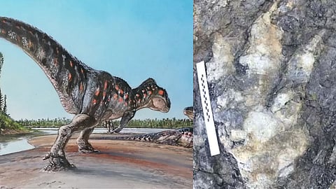 സുഹൃത്തുക്കൾക്കൊപ്പം ബീച്ചില്‍ നടക്കാനിറങ്ങി...യാത്ര അവസാനിച്ചത് ശാസ്ത്ര ലോകത്തെ ഞെട്ടിച്ച കണ്ടെത്തലിൽ