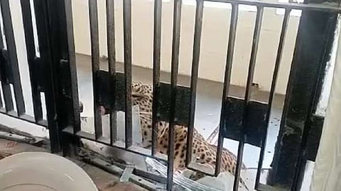 കോടതി പരിസരത്ത് പുലിയിറങ്ങി: ആക്രമണത്തില്‍ നിരവധി പേര്‍ക്ക് പരുക്ക്