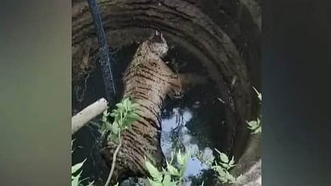 വയനാട്ടിൽ കടുവയെ ചത്തനിലയിൽ കണ്ടെത്തി
