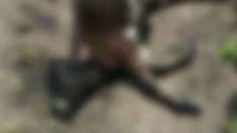 മൂന്നാറിൽ വീണ്ടും വന്യജീവി ആക്രമണം;  രണ്ട് പശുക്കളെ കൊന്നു