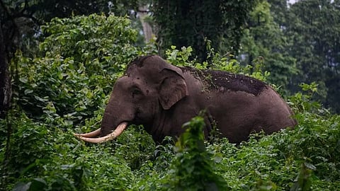കുങ്കികളെത്താൻ വൈകും; അരിക്കൊമ്പൻ ദൗത്യം ഞായറാഴ്ച്ചത്തേക്ക് മാറ്റി