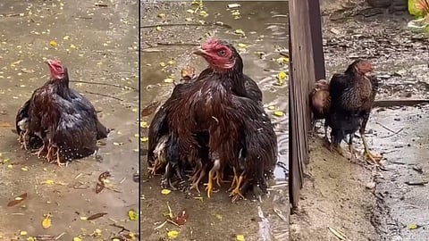 അമ്മക്കരുതൽ...; കനത്തമഴയിൽ കുഞ്ഞുങ്ങളെ മാറോടണച്ച് അമ്മക്കോഴി (വീഡിയോ)