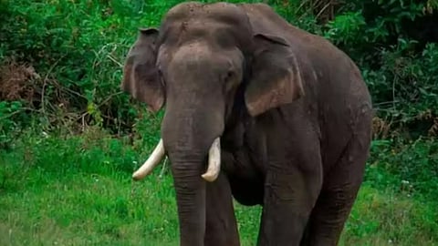ഇടുക്കിയിൽ വീണ്ടും അരിക്കൊമ്പന്‍റെ ആക്രമണം; കാന്‍റീൻ ഉടമ രക്ഷപ്പെട്ടത് തലനാരിഴക്ക്