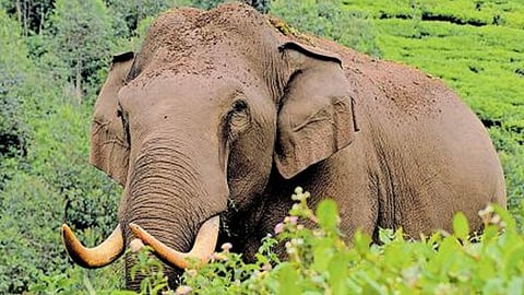 മൂന്നാറിൽ വീണ്ടും പടയപ്പയുടെ പരാക്രമണം; കെഎസ്ആർടിസിയുടെ ചില്ല് തകർത്തു