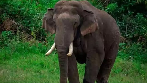 അരിക്കൊമ്പനെ നാളെ പിടികൂടും; ദൗത്യം പുലർച്ചെ 4 മുതൽ