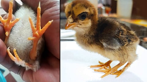 കൗ​തു​ക​​കര​മാ​യി '3 കാ​ലുകളു​ള്ള' കോ​ഴി​ക്കു​ഞ്ഞ് 