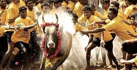 ജെല്ലിക്കെട്ടിന് അനുമതി നൽകി സുപ്രീം കോടതി