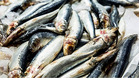 കൊ​ല്ല​ത്തും അ​ഴീ​ക്ക​ലി​ലും 
ചാ​ള ചാ​ക​ര 