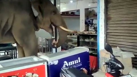 കടയിൽ കയറി ബിസ്കറ്റ് 'കൈപ്പറ്റുന്ന' കാട്ടാന: ഇതു ഗോഹട്ടിയിലെ മധുരക്കൊമ്പൻ - Video